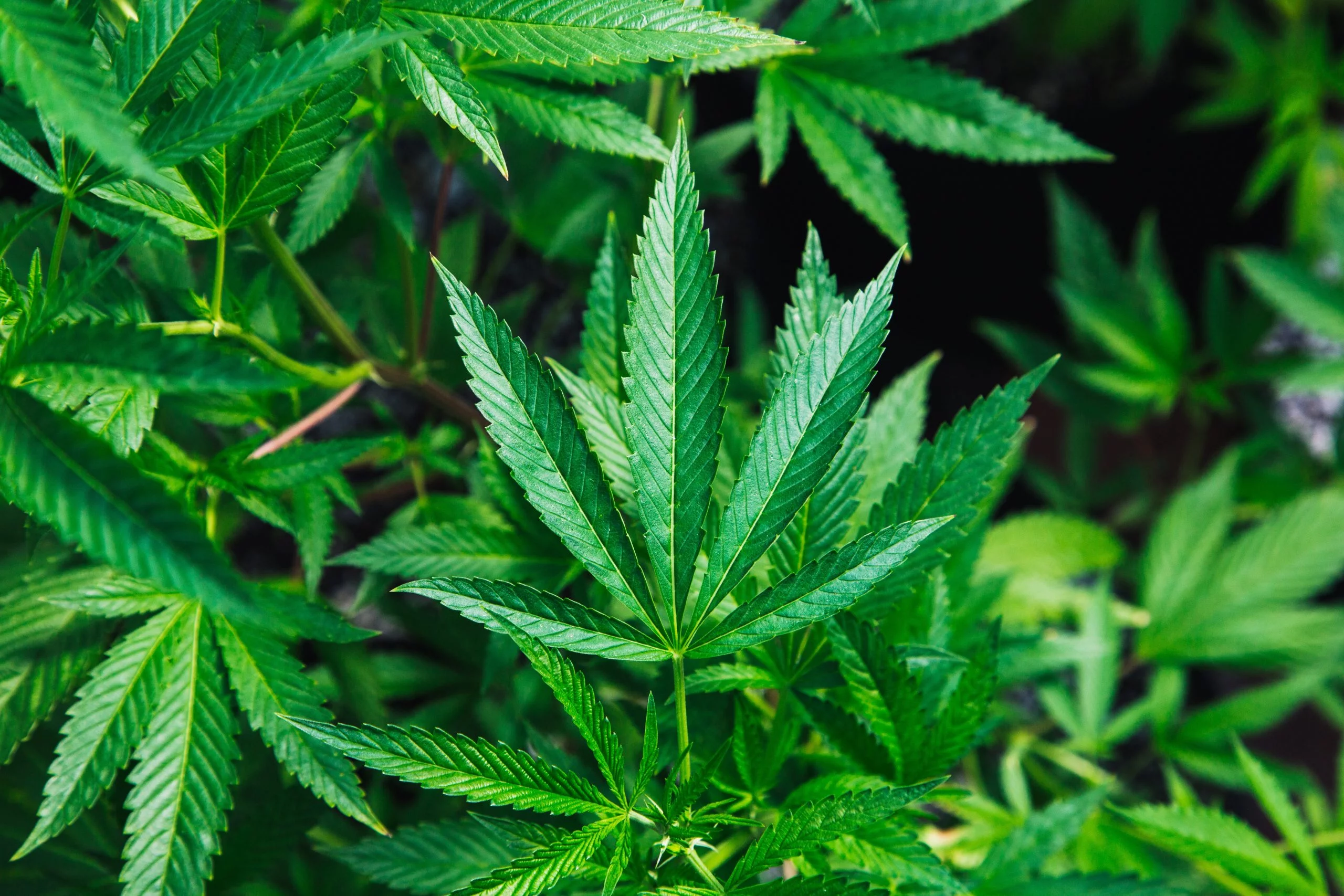 Plants | Dentist Downtown Calgary | Eau Claire Park Dental
