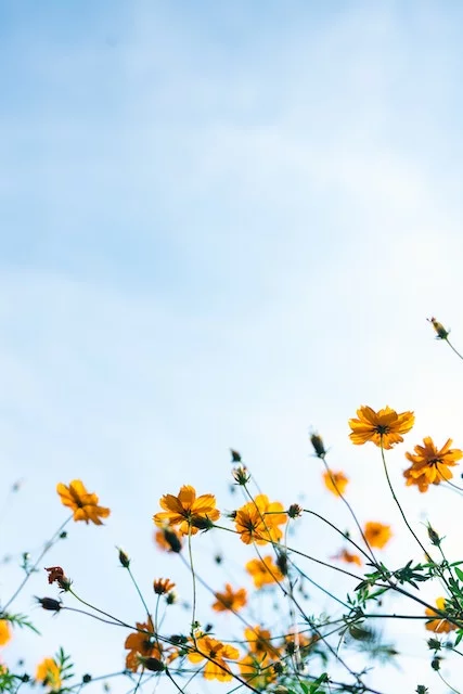 Flowers | Dentist Downtown Calgary | Eau Claire Park Dental
